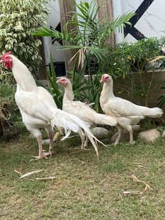 White Paper Heera / Aseel Pair / Pure Aseel Hen / High Quality Heera