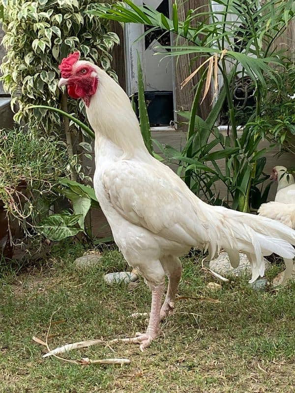 White Paper Heera / Aseel Pair / Pure Aseel Hen / High Quality Heera 2