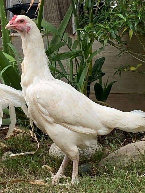 White Paper Heera / Aseel Pair / Pure Aseel Hen / High Quality Heera 4