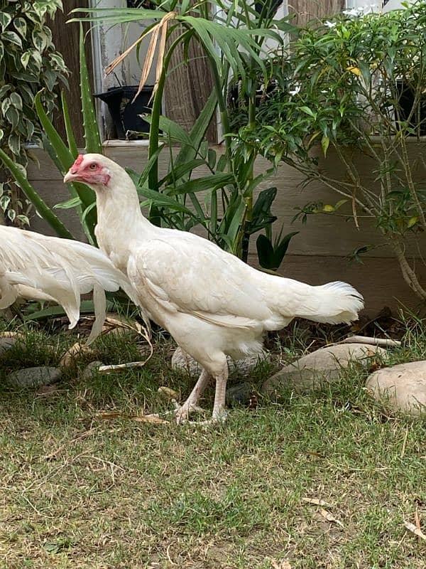 White Paper Heera / Aseel Pair / Pure Aseel Hen / High Quality Heera 5