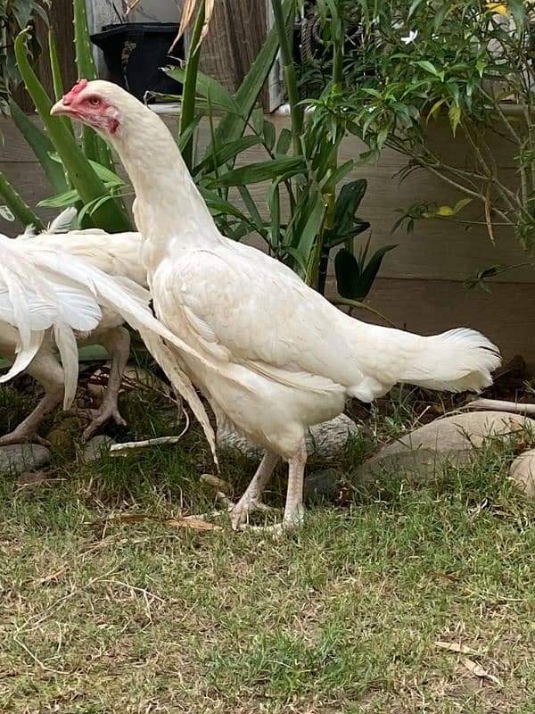 White Paper Heera / Aseel Pair / Pure Aseel Hen / High Quality Heera 6