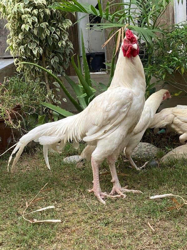 White Paper Heera / Aseel Pair / Pure Aseel Hen / High Quality Heera 7