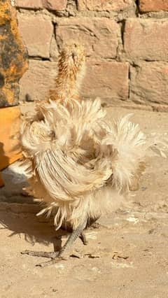 silkie