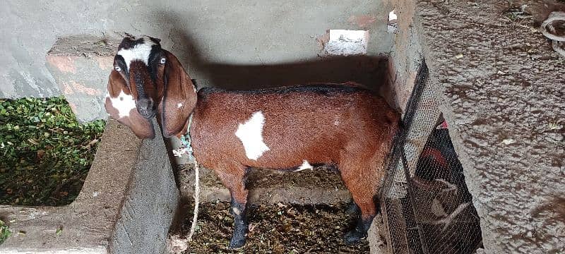 goat for sell 1