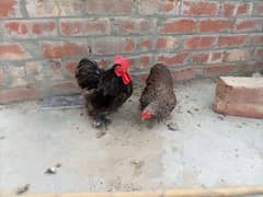 zero size egg laying black bantam pair for sale full healthy