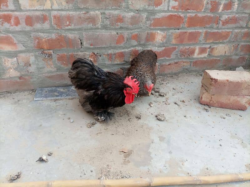 zero size egg laying black bantam pair for sale full healthy 1