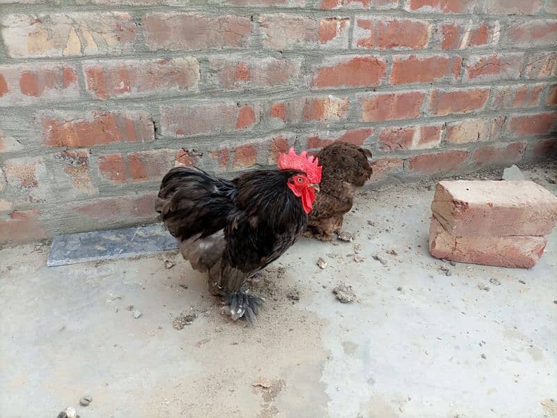 zero size egg laying black bantam pair for sale full healthy 2