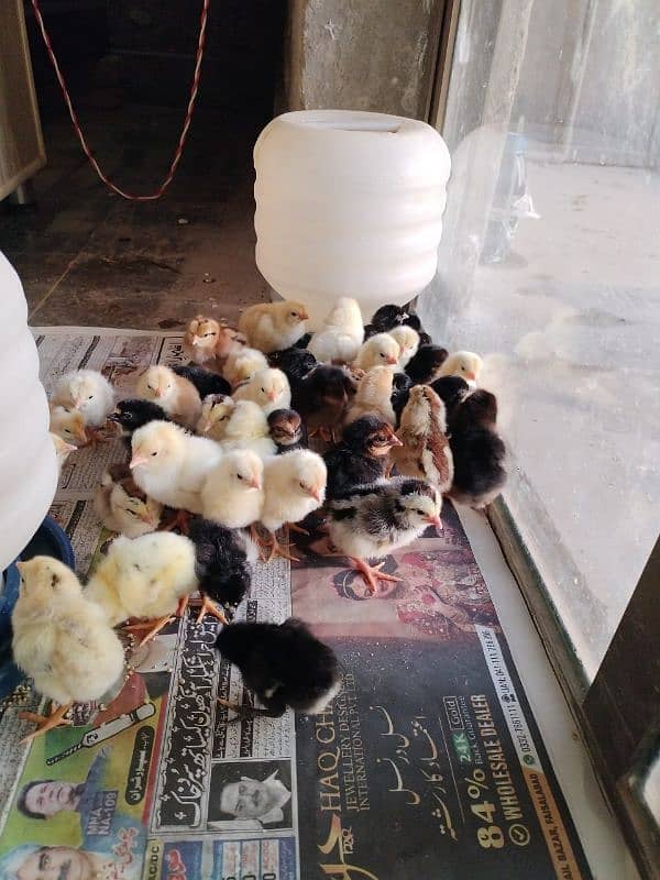 golden misri chicks / desi chiks / desi choozy /  Hens chicks 2