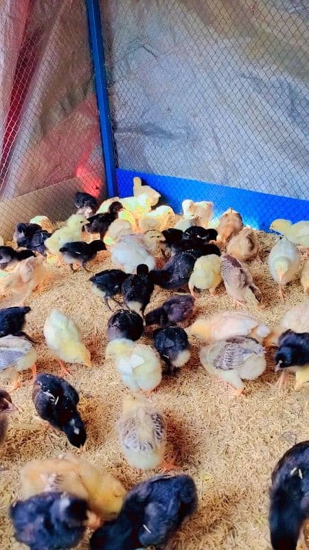 golden misri chicks / desi chiks / desi choozy /  Hens chicks 3