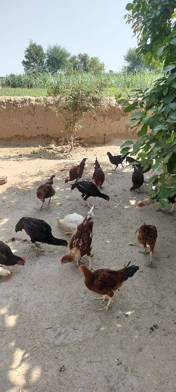 golden misri chicks / desi chiks / desi choozy /  Hens chicks 5