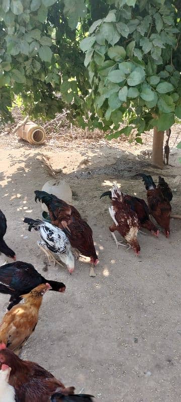 golden misri chicks / desi chiks / desi choozy /  Hens chicks 6