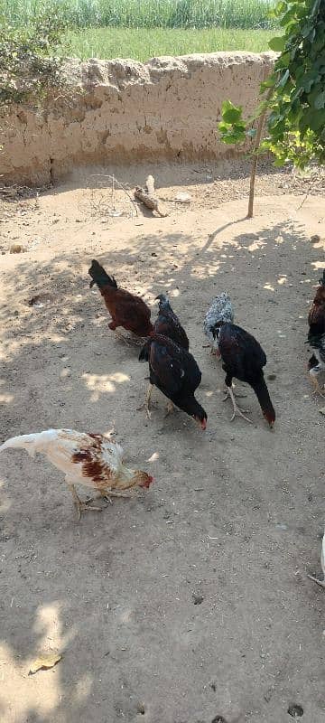 golden misri chicks / desi chiks / desi choozy /  Hens chicks 7