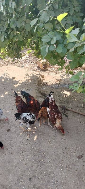 golden misri chicks / desi chiks / desi choozy /  Hens chicks 8