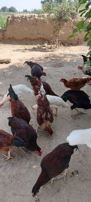 golden misri chicks / desi chiks / desi choozy /  Hens chicks 9