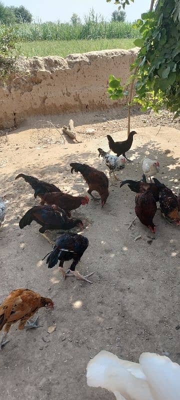 golden misri chicks / desi chiks / desi choozy /  Hens chicks 11