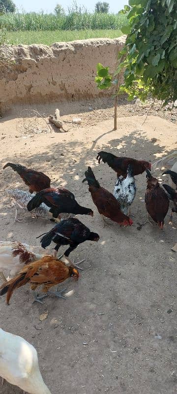 golden misri chicks / desi chiks / desi choozy /  Hens chicks 12