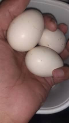 fresh and fertile eggs available