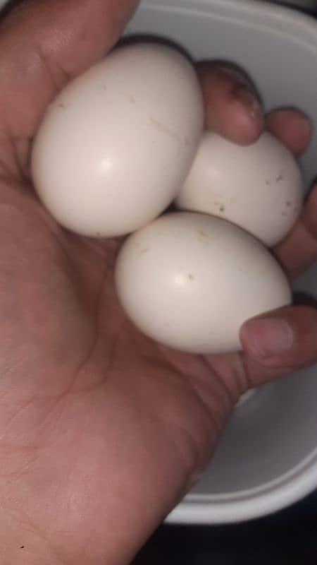 fresh and fertile eggs available 0