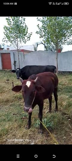 Male bull