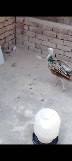 peacock , Turkey and guinea fowl