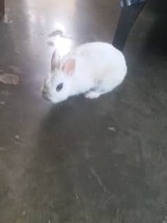 hotot breeder male