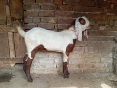 Ablak male for sale