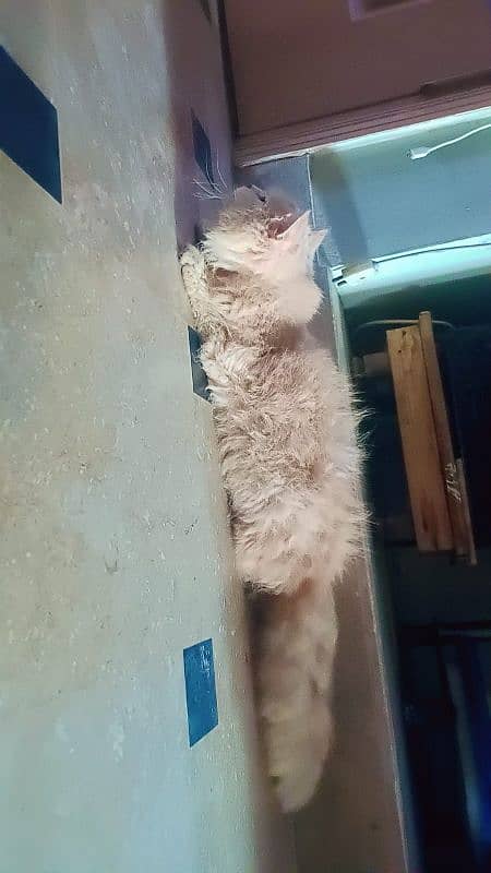 Persian triple coat female cat for urgent sale 0