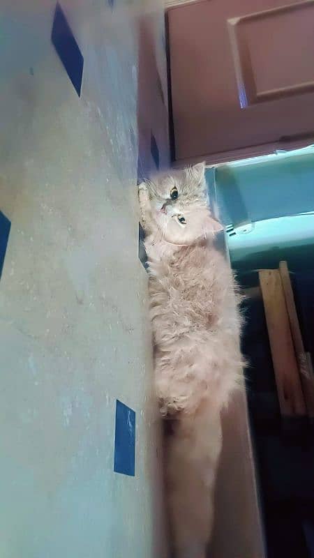 Persian triple coat female cat for urgent sale 2