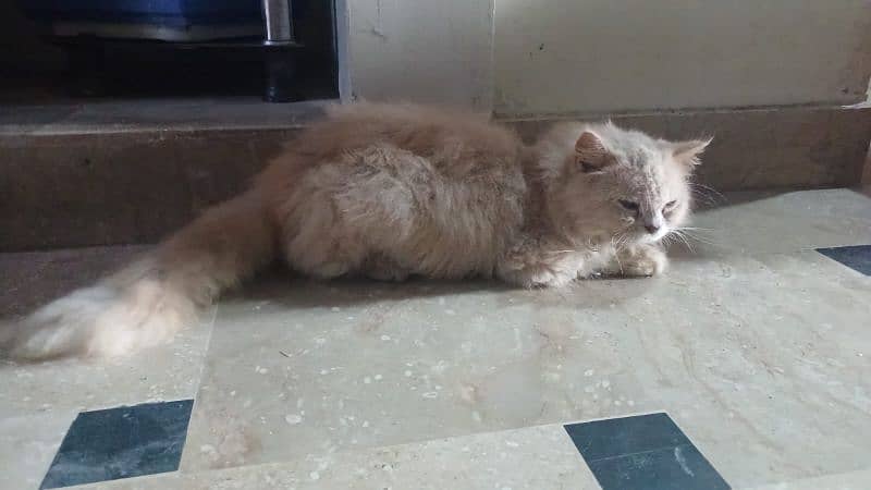 Persian triple coat female cat for urgent sale 3