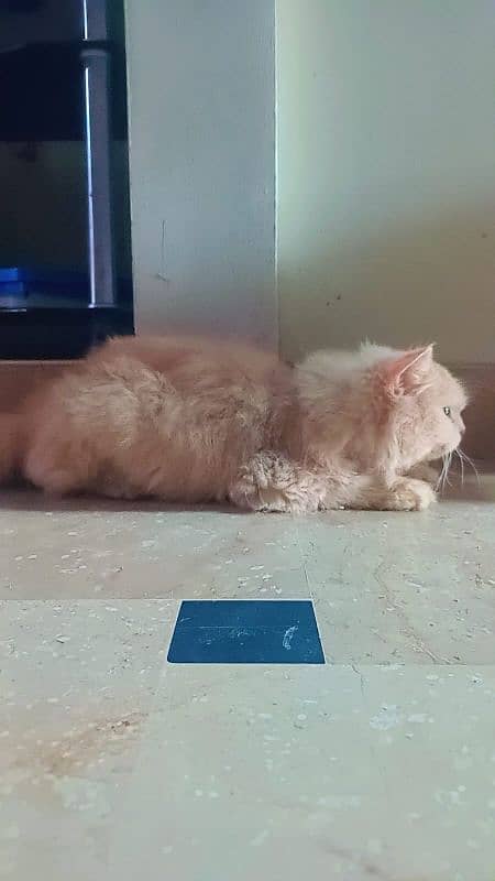 Persian triple coat female cat for urgent sale 4