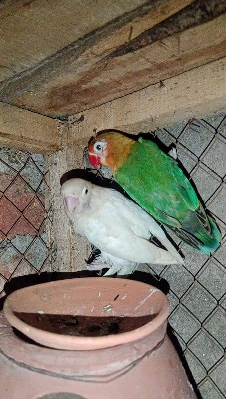 Khumry pair for sale love bird green fisher bredr pair 2