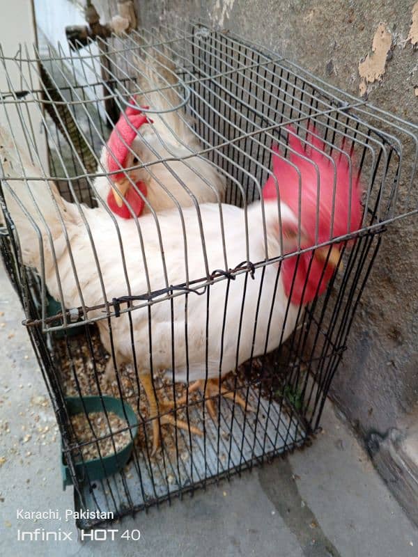 Male Hens for sale 0