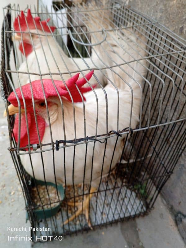 Male Hens for sale 1