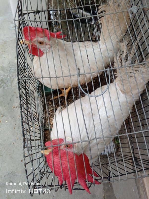 Male Hens for sale 2