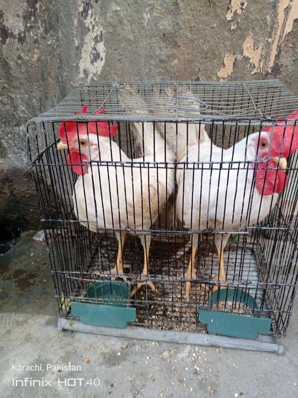 Male Hens for sale 3