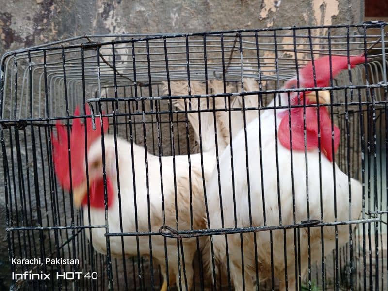 Male Hens for sale 4