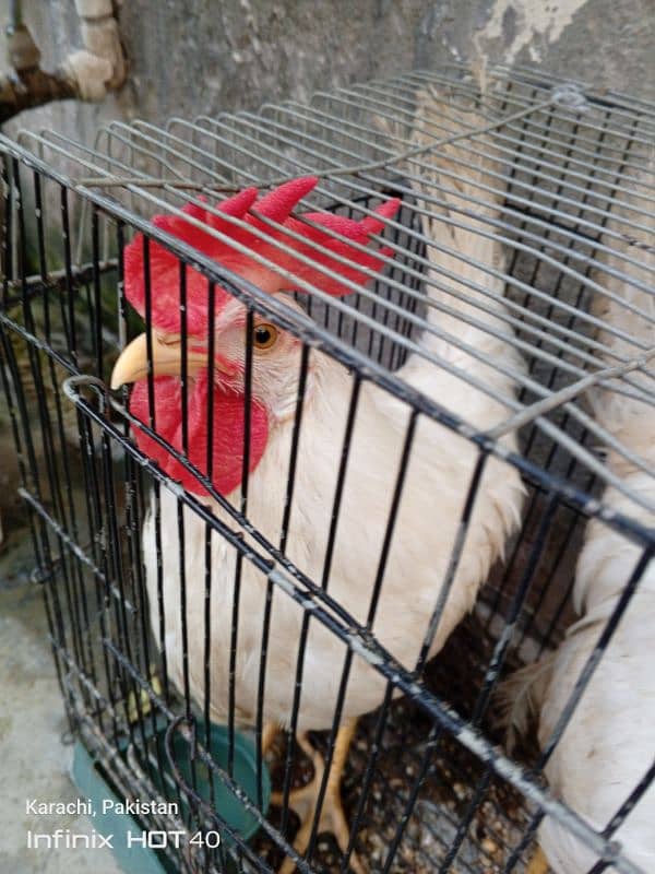 Male Hens for sale 5