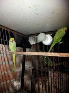 Parrot 03132738282