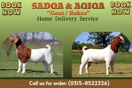 Sadqay or Aqiqah Bakray Available On Your Door Step