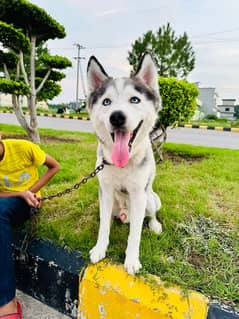 Saiberian Husky Male for sale 03068989967