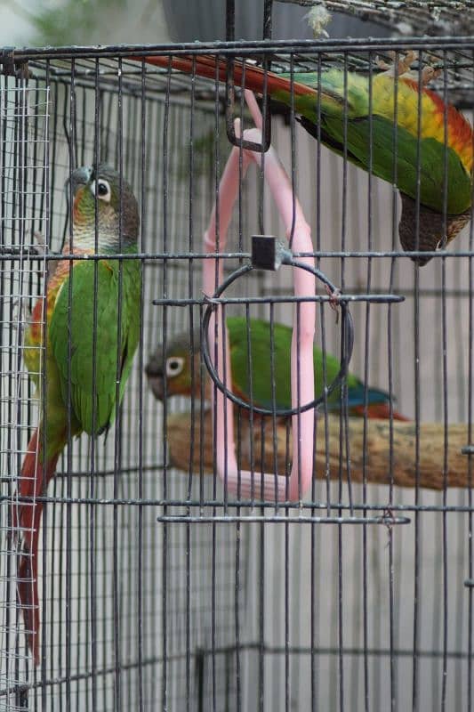 Pineapple Conure - Red Factor 0