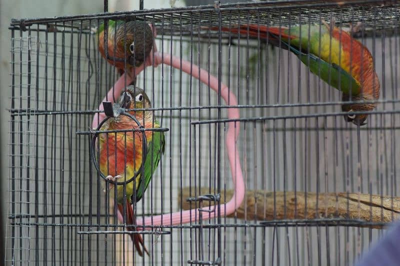 Pineapple Conure - Red Factor 1