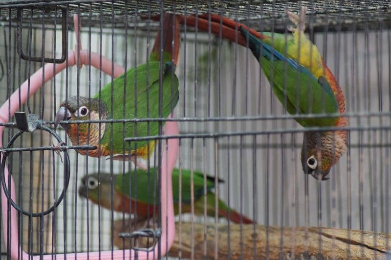 Pineapple Conure - Red Factor 2