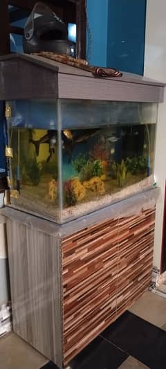 fish Equarium / equarium fish 0