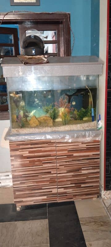 fish Equarium / equarium fish 1