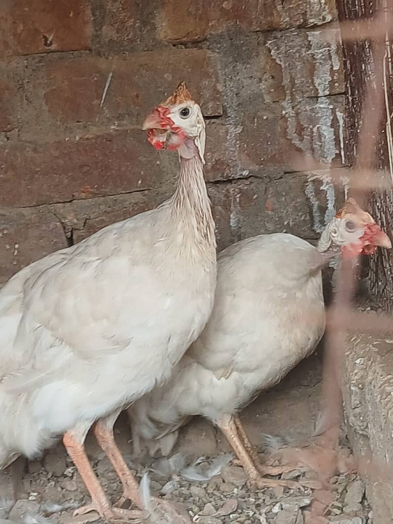 White guinea fowl 0