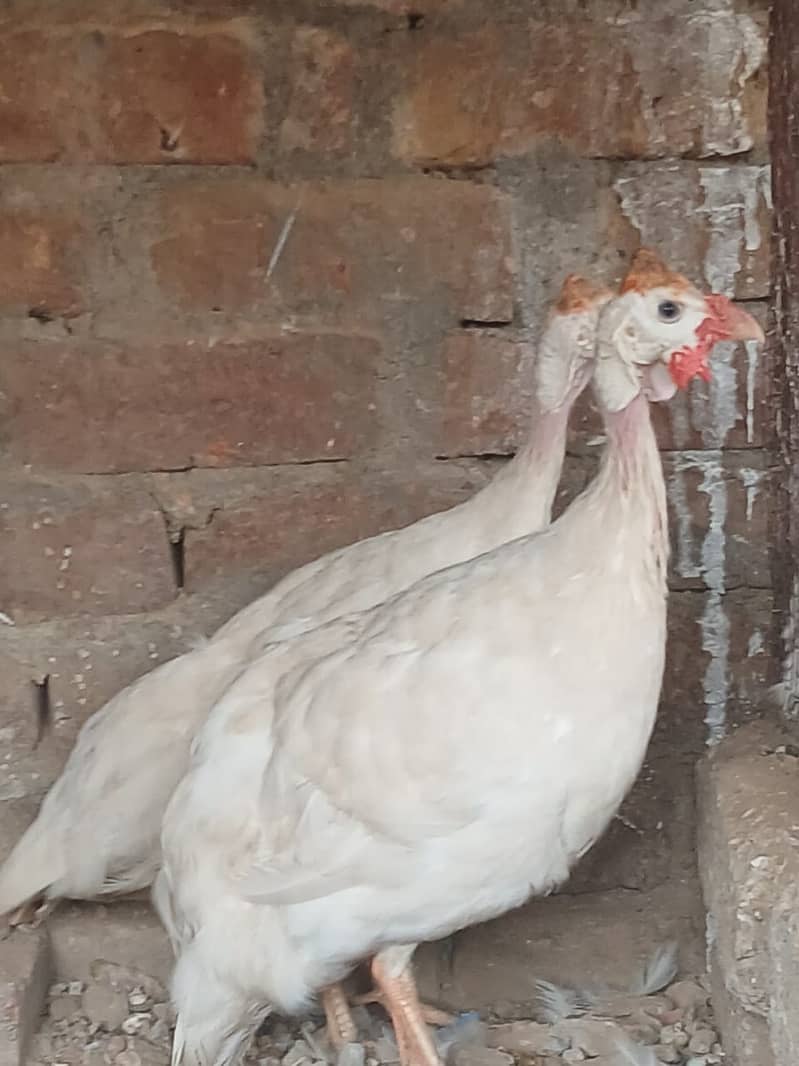 White guinea fowl 1