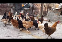 golden misri egg laying hens murgi