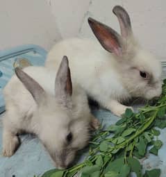 mixed angora rabbits pair