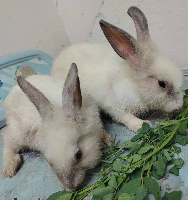 mixed angora rabbits pair 0